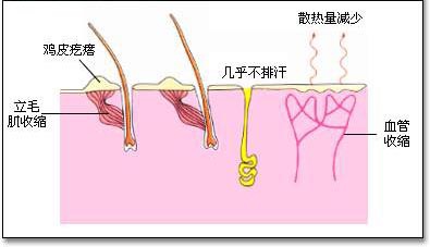 寒冷對於皮膚的影響 立毛肌