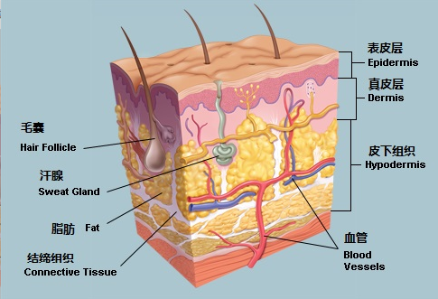 人體皮膚結構示意圖 人的皮膚有幾層圖片