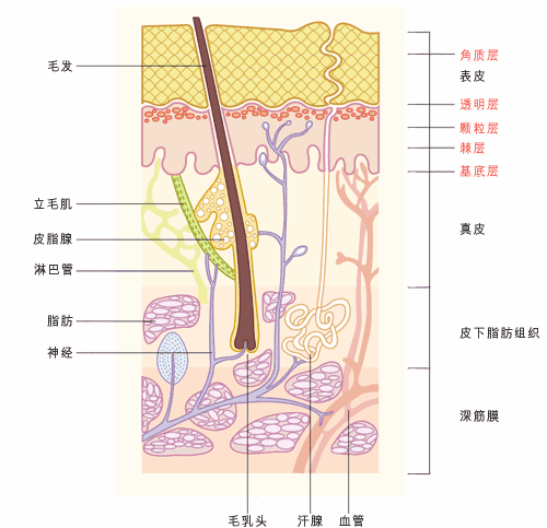 經過才明白,爽膚水呀,乳液呀,霜呀,對皮膚都有不同的作用. 人的皮膚有幾層圖片