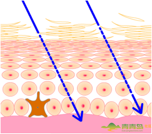 人的皮膚有幾層,你知道嗎? 人的皮膚有幾層圖片