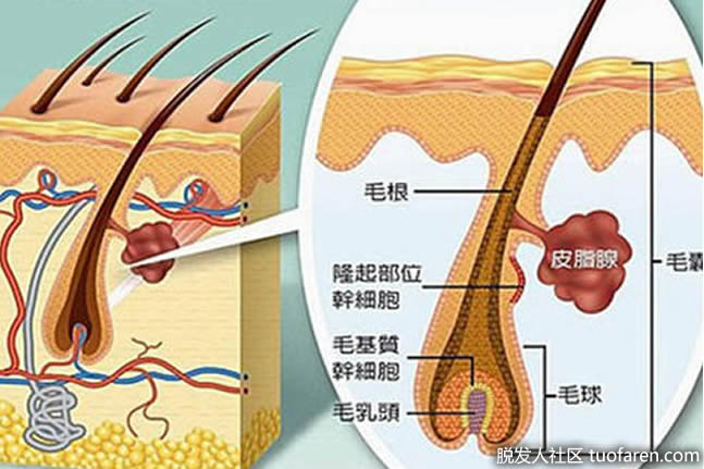 皮膚下毛髮的解剖 皮膚下毛髮的解剖