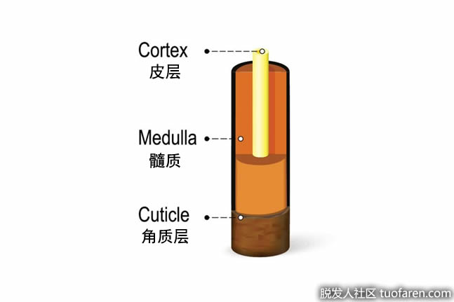 橫截面:頭髮的3部分 橫截面:頭髮的3部分