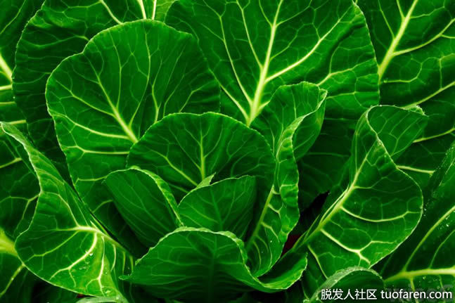 葉黃素是一種抗氧化劑,可以在羽衣甘藍中找到 葉黃素是一種抗氧化劑,可以在羽衣甘藍中找到