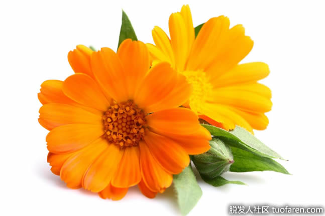 補充劑中的葉黃素大部分來自金盞花,它是葉黃素的豐富來源。 補充劑中的葉黃素大部分來自金盞花,它是葉黃素的豐富來源。