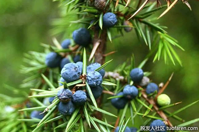 杜鬆植物的漿果