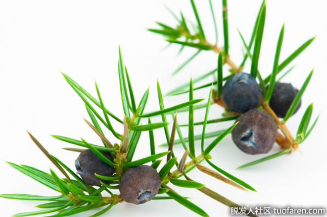 杜鬆植物的漿果