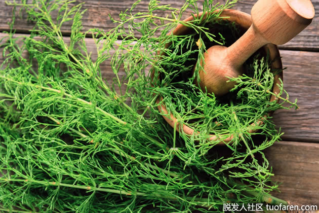 馬尾草精油 馬尾草精油