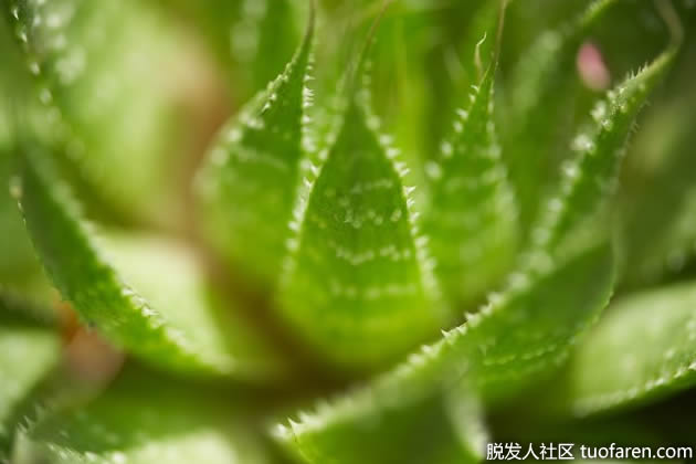 蘆薈用於皮膚過敏 蘆薈用於皮膚過敏