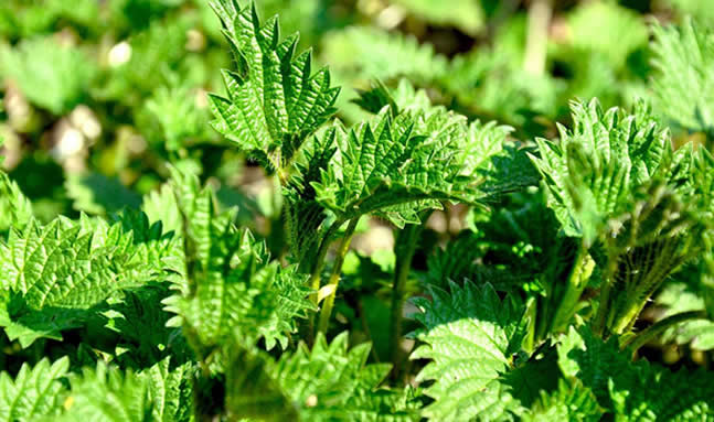 1607582241405045134.jpg 圖片2.jpg