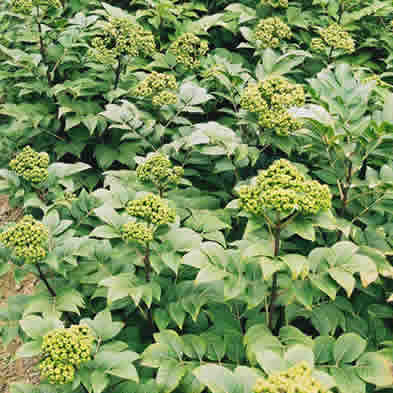 1607582277997001398.jpg 圖片5.jpg