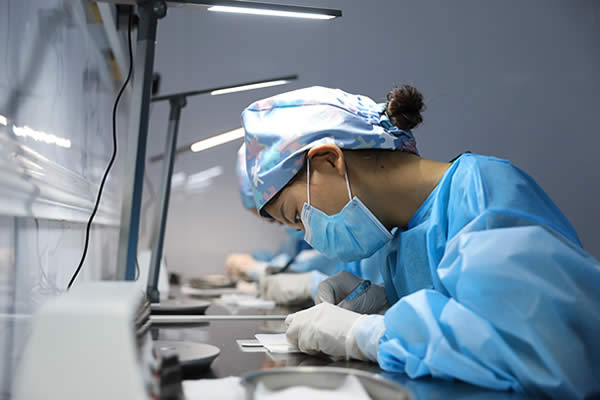 恆温台上分離毛囊 恆温台上分離毛囊