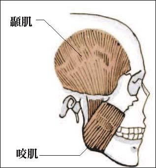 耳上的顳肌和耳後的顳肌 耳上的顳肌和耳後的顳肌