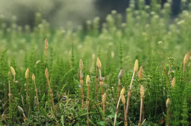 收斂性藥草 收斂性藥草