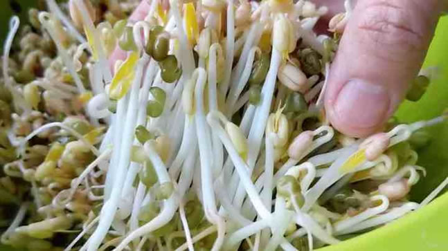 綠豆芽 綠豆芽