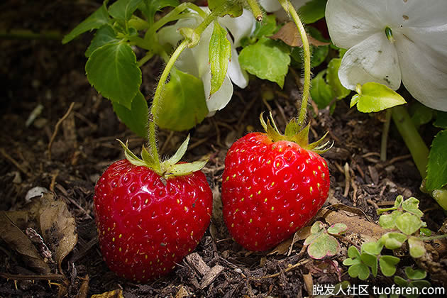 草莓 草莓