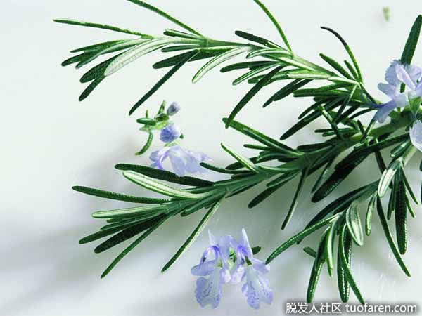 迷迭香 迷迭香
