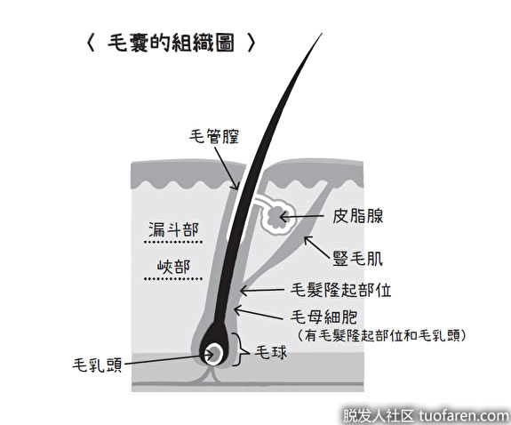 毛囊組織圖 毛囊組織圖