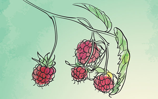 李當之認為覆盆子的名字,是根據它的形狀來的:“子似覆盆之形,故名之。” 李當之認為覆盆子的名字,是根據它的形狀來的:“子似覆盆之形,故名之。”