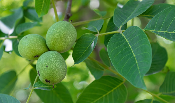 核桃原稱為胡桃,是漢朝時由張騫從西域帶回中原的。 核桃原稱為胡桃,是漢朝時由張騫從西域帶回中原的。