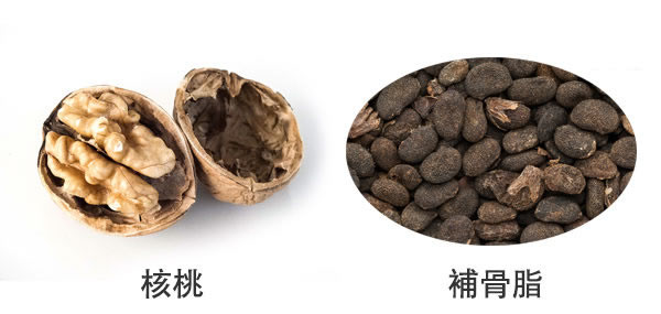 核桃和補骨脂一起,是很好的補藥,可治虛寒咳嗽、腰腳痠痛。 核桃和補骨脂一起,是很好的補藥,可治虛寒咳嗽、腰腳痠痛。