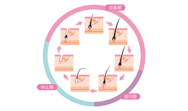 <a href='t/t_714' title='頭髮生長' target='_blank'>頭髮生長</a>週期 頭髮生長週期