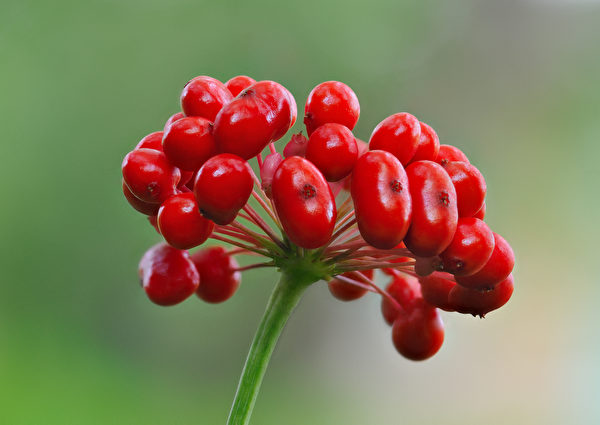 人蔘果實富含的強效抗氧化劑,有助對抗環境壓力造成的提早老化。 人蔘果實富含的強效抗氧化劑,有助對抗環境壓力造成的提早老化。