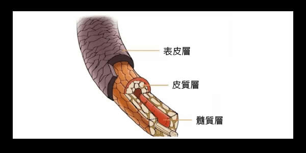 頭髮共分三層：最外層的表皮層(Cuticle)、中間的皮質層(Cortex)及最內層的髓質層(Medulla)。