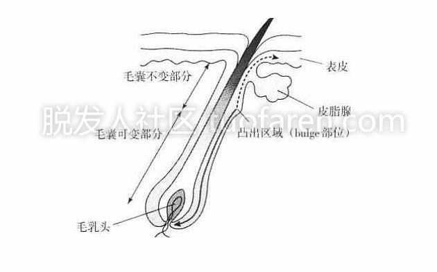毛囊結構圖