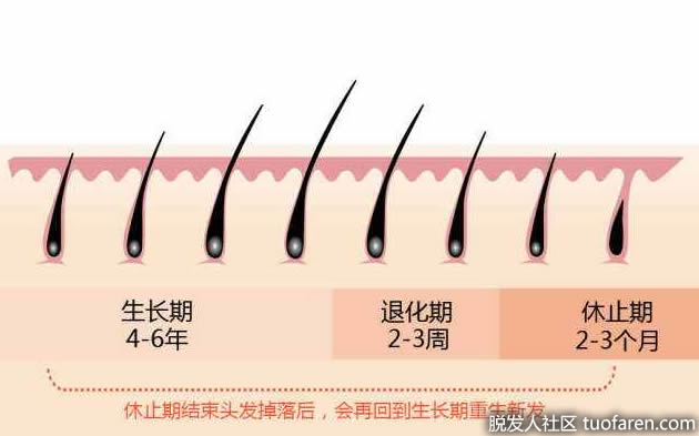 頭髮的生長週期圖