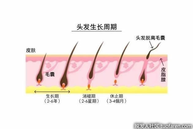 毛髮生長週期的各個階段 毛髮生長週期的各個階段