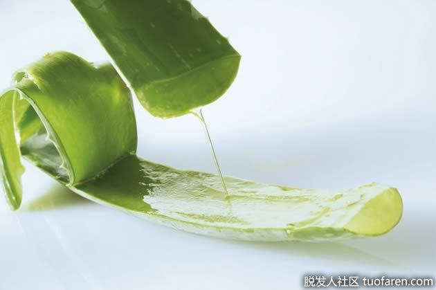 製作蘆薈汁 製作蘆薈汁