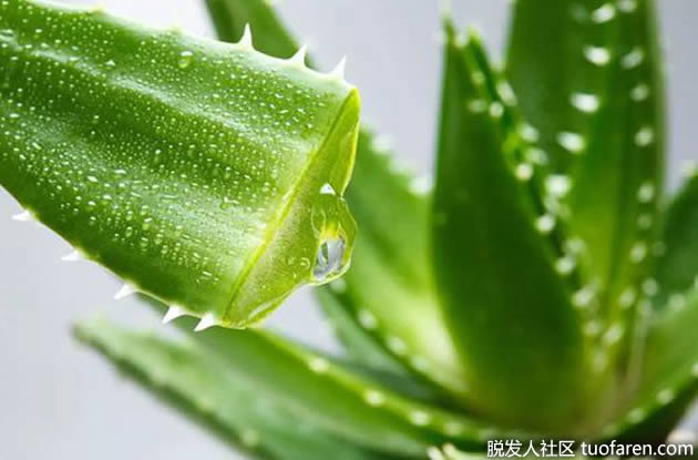 蘆薈治療脂溢性皮炎 蘆薈治療脂溢性皮炎