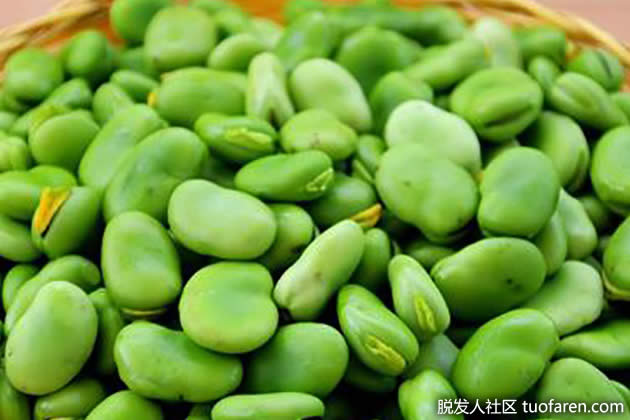蠶豆 蠶豆