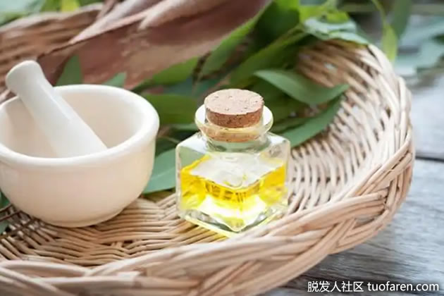 桉樹精油 桉樹精油