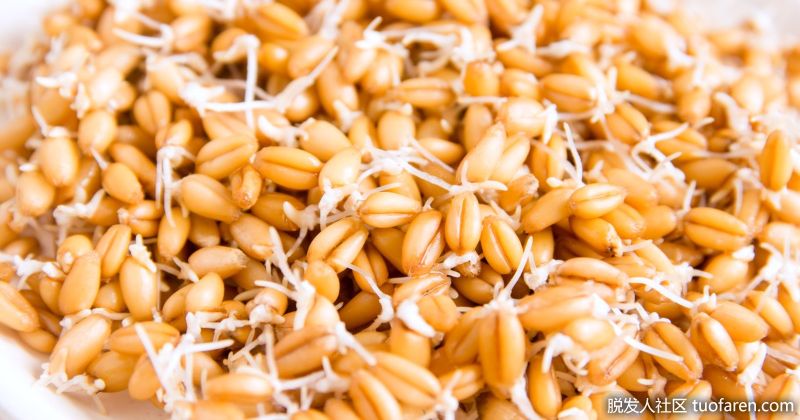 小麥胚芽：小麥胚芽中的鋅含量很高，會抑制DHT的產生。小麥胚芽富含生長健康頭髮所需的所有必要成分，包括葉酸、維生素E、所有維生素B、歐米茄脂肪酸和蛋白質。

