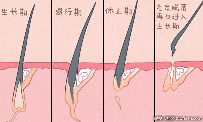 頭髮生長週期圖：生長期、退行期、休止期