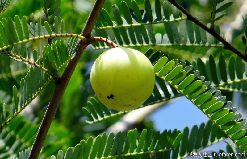 印度醋栗：這種奇異的食物絕對富含抗氧化劑:乾燥後每100克(3.5盎司)含有261.5毫升抗氧化劑。氧化應激與脱髮有關，因為抗氧化劑可以防止這種應激，這些化合物同樣可以幫助保持頭髮不脱落。