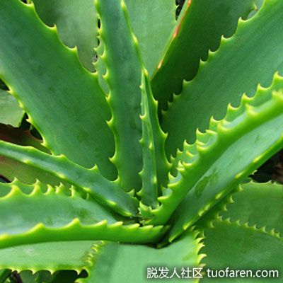 曬傷問題：這種室內植物對緩解曬傷很有好處，而這只是它健康和美容超能力的開始。