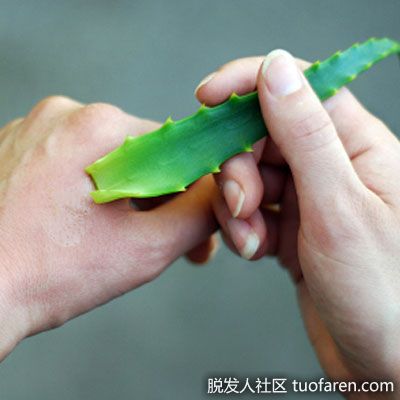 疤痕問題：用肥皂和水清洗後，用蘆薈治療小傷口、劃痕和燒傷。蘆薈的尿囊素可以刺激新細胞的生長，有助於防止日後留下疤痕。